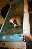 JACUZZI SPA - WHIPPET 024